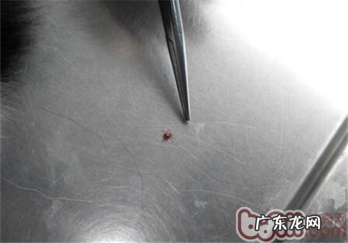 夏天裂头蚴之——蜱