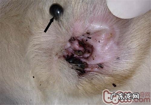 夏天裂头蚴之——蜱