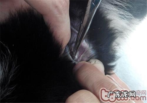 夏天裂头蚴之——蜱