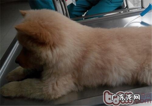 夏天裂头蚴之——蜱