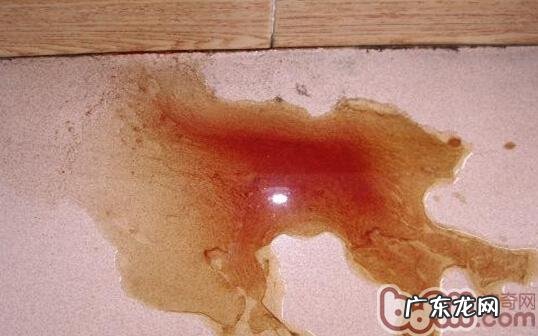 犬圆葱中毒了的医治