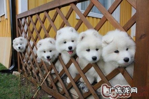萨摩耶犬的喂养关键点