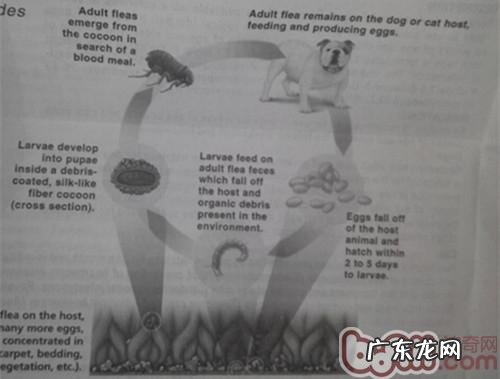 夏天裂头蚴之——虱子