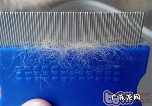 夏天裂头蚴之——虱子