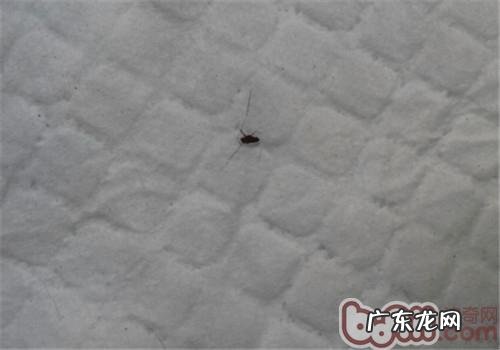 夏天裂头蚴之——虱子