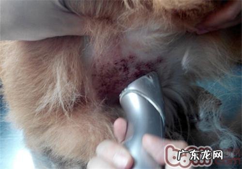 夏天裂头蚴之——虱子