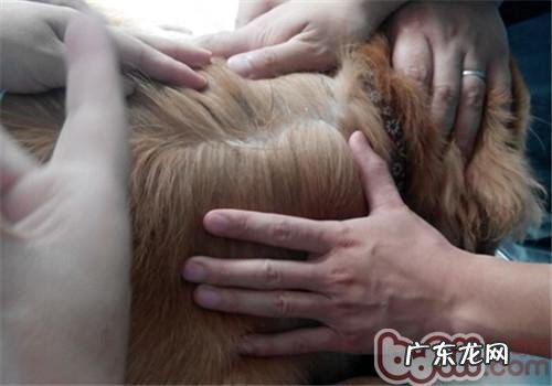 夏天裂头蚴之——虱子