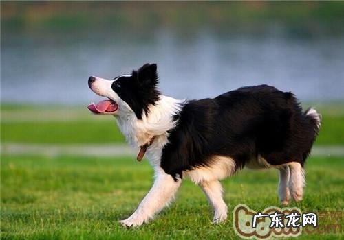 小狗风湿病的治疗方案