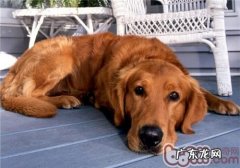 小狗身体有裂头蚴的病症