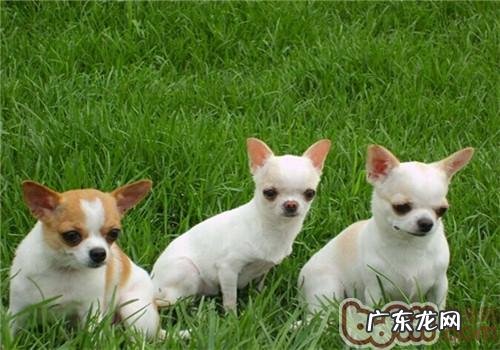 金毛犬易患什么病症
