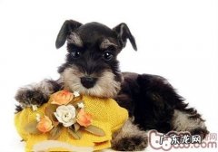 宠物犬在得病前有什么预兆