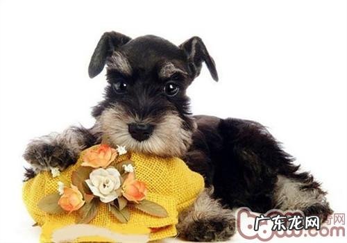 宠物犬在得病前有什么预兆