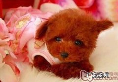 狗狗怀孕时刻表对比