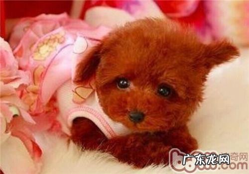 狗狗怀孕时刻表对比