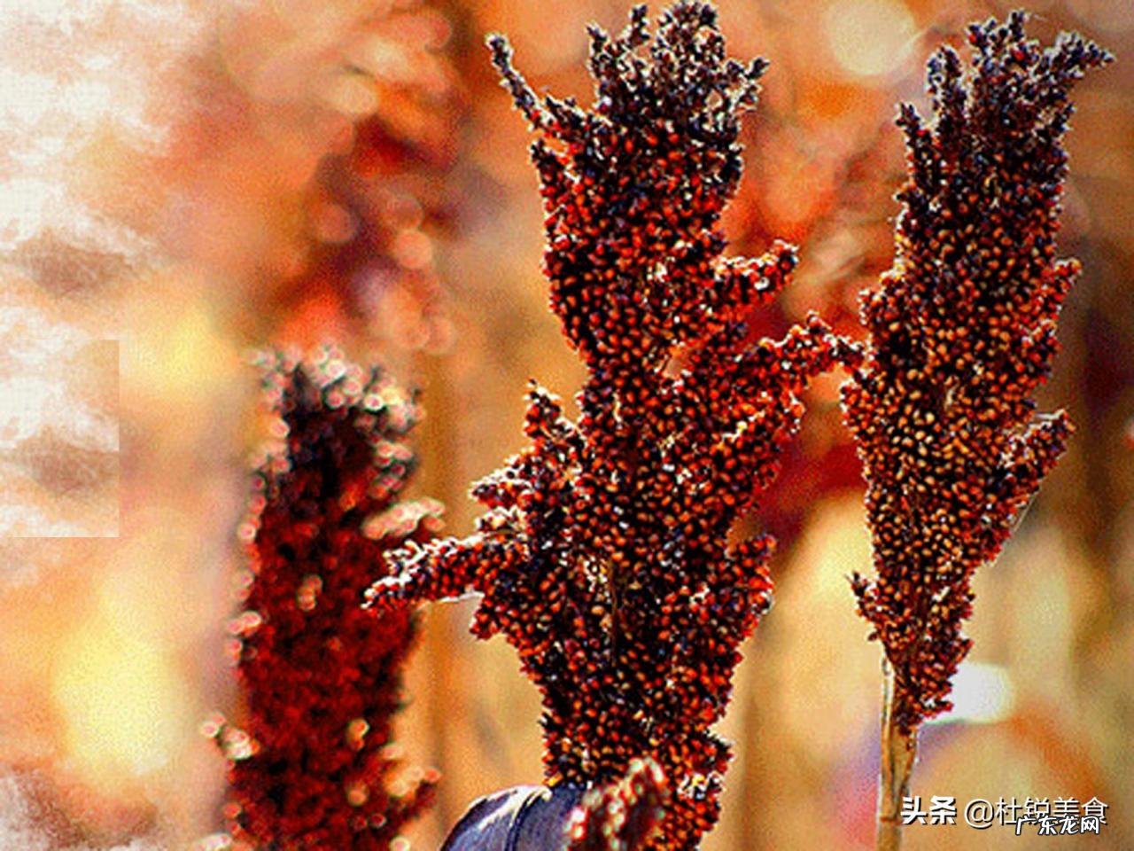 茅台和五粮液的区别 茅台五粮液哪个档次高