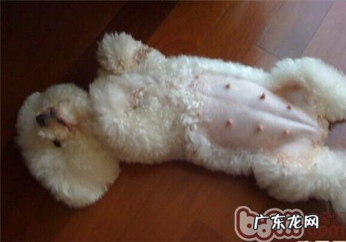 狗狗怀孕的确诊方式