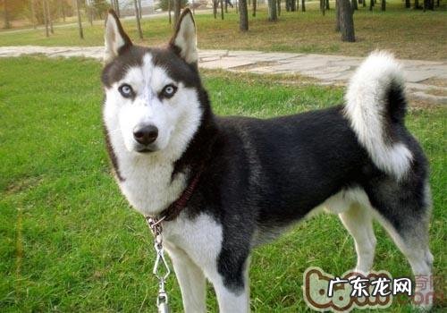 如何预防金毛得了皮肤疾病