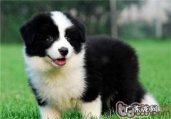 犬肾上腺功能较为亢奋