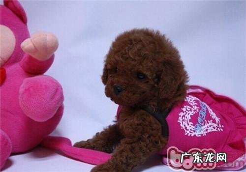 狗狗泪痕造成的缘故及医治