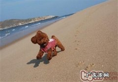 犬猫急性支气管炎的病症及防止