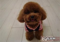 夏季小狗中暑症状及医治