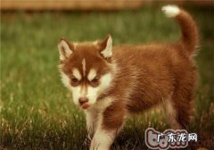 金毛皮肤疾病的发病原因及医治