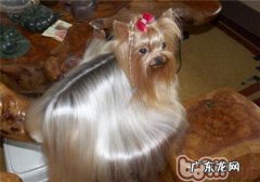 小狗得了抑郁症的好多个发病原因