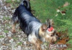 小狗恋爱自由后果自负