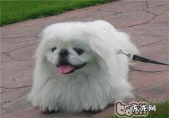 京巴狗败血病的预兆与医治