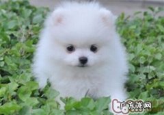 秋季博美易患什么病症