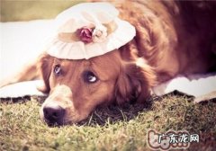 金毛狗狗易患什么病症