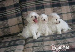 比熊狗狗产后吃什么比较好