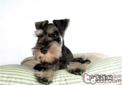 什么缘故非常容易造成 雪纳瑞得病