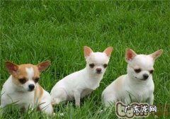 金毛犬非常容易得什么病