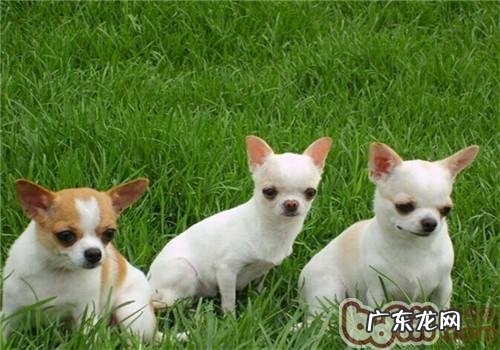 金毛犬非常容易得什么病