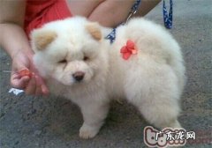 小狗鼻部掉毛是怎么回事