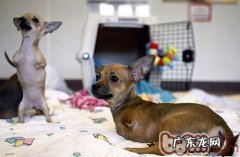 小狗人工繁殖的衍化难题