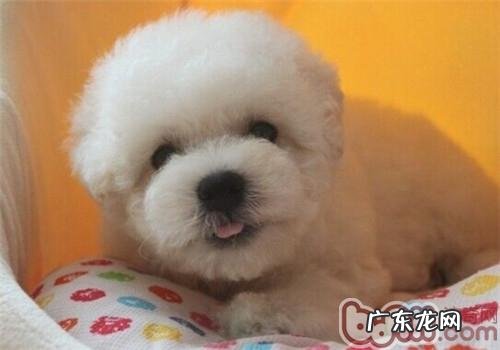 如何区分比熊的耳垢和耳螨