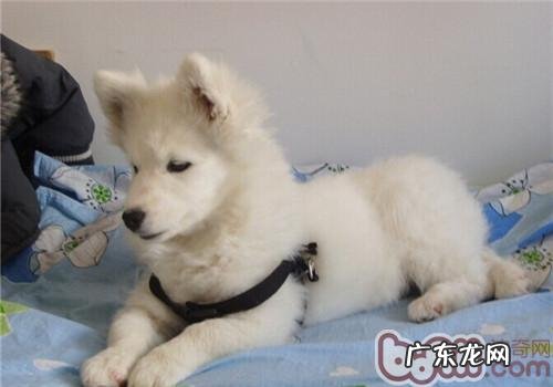 狗狗子宫蓄脓的病症