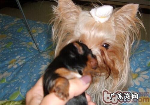 母狗生完孩子产后无奶的发病原因是啥