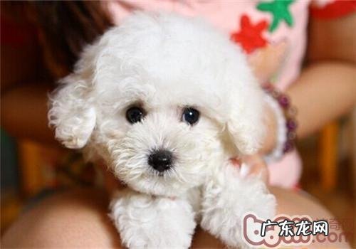 急性附睾炎 小狗睾丸炎症的临床表现