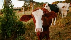 怎么樣可以令小腹瘦下來。。