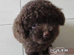 小狗营养成分病症