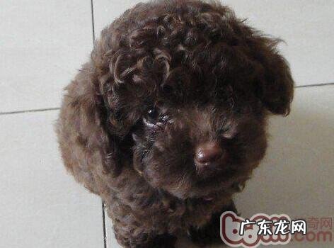 小狗营养成分病症