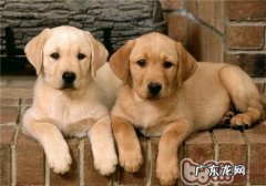 小狗产前准备工作中