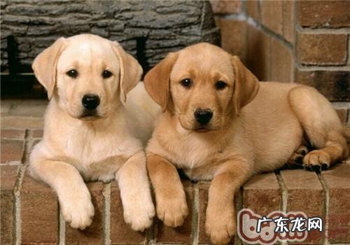 小狗产前准备工作中