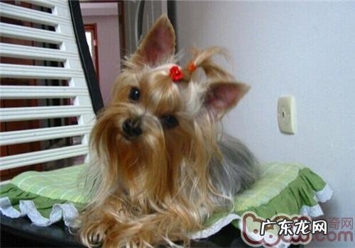 宠物犬普遍的几类牙齿疾病