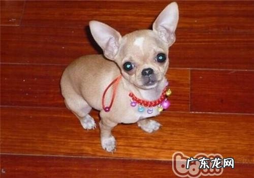 狗狗打喷嚏如何治疗