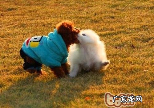 小狗子宫卵巢囊肿的治疗