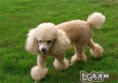 成年人vip易患的病症